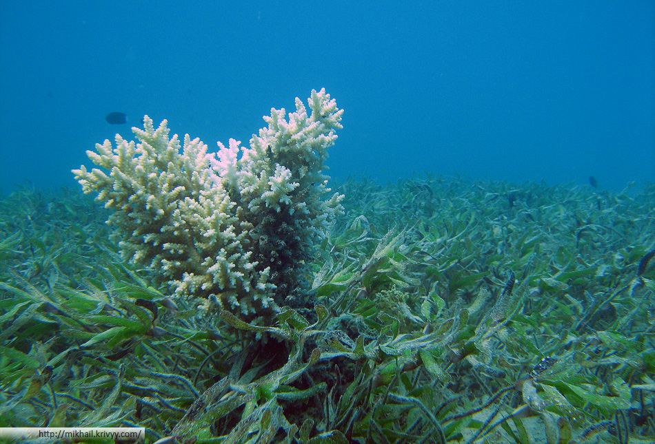 Это место мы назвали "полем". Кораллов тут мало, в основном небольшие водоросли. Глубина около 3-4 метров.