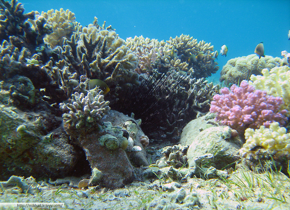 Коралловая баночка пляжа гостиницы Menaville Safaga. Морской еж и серые дасциллы (справа).