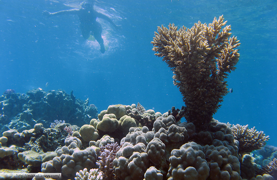 Коралловый риф в "Доме дельфинов"