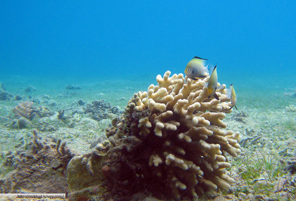 Серые дасциллы у коралловой баночки. Глубина около 4 м.